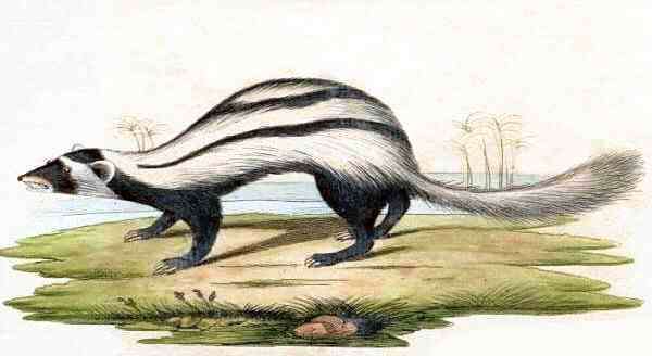 Image of Libyan Striped Weasel