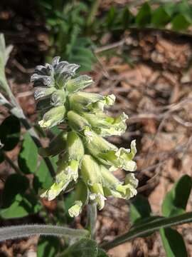 Слика од Sophora leachiana M. Peck