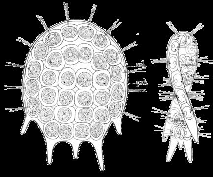 Image of Platydorina