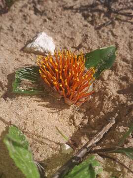 Image of Daubenya zeyheri (Kunth) J. C. Manning & A. M. van der Merwe