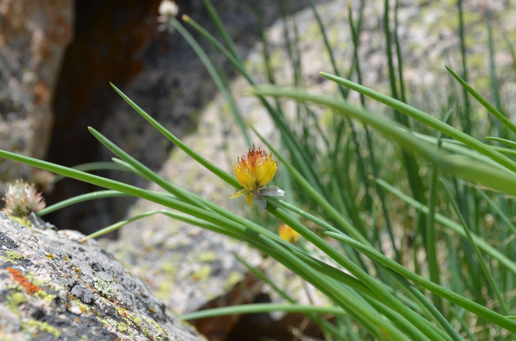 Image of <i>Allium atrosanguineum</i> var. <i>fedtschenkoanum</i>