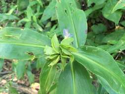 Image of Virginia dayflower