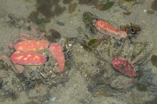 Image of Thorny sea cucumber