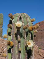 Image of Pachycereus pringlei (S. Watson) Britton & Rose