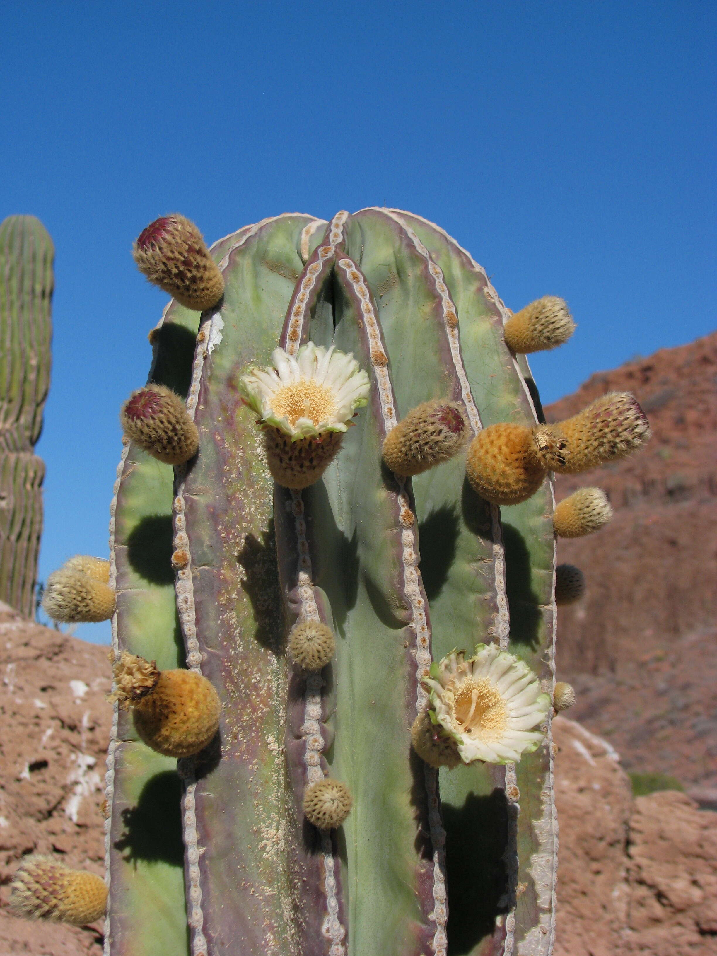 Image of Cardón Cactus