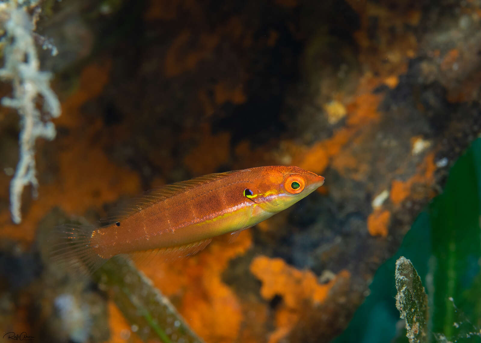 Image of Spot-tail wrasse