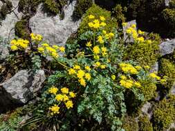 Lomatium hallii (S. Wats.) Coult. & Rose resmi