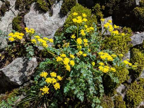 Imagem de Lomatium hallii (S. Wats.) Coult. & Rose