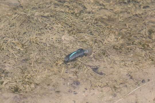 Image of Desert Pupfish