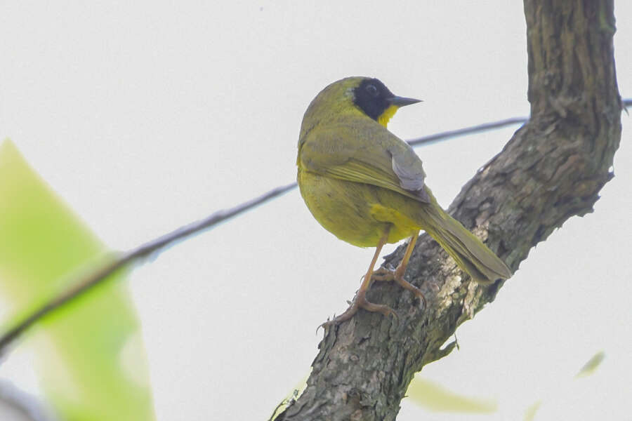 Image of Hooded Yellowthroat