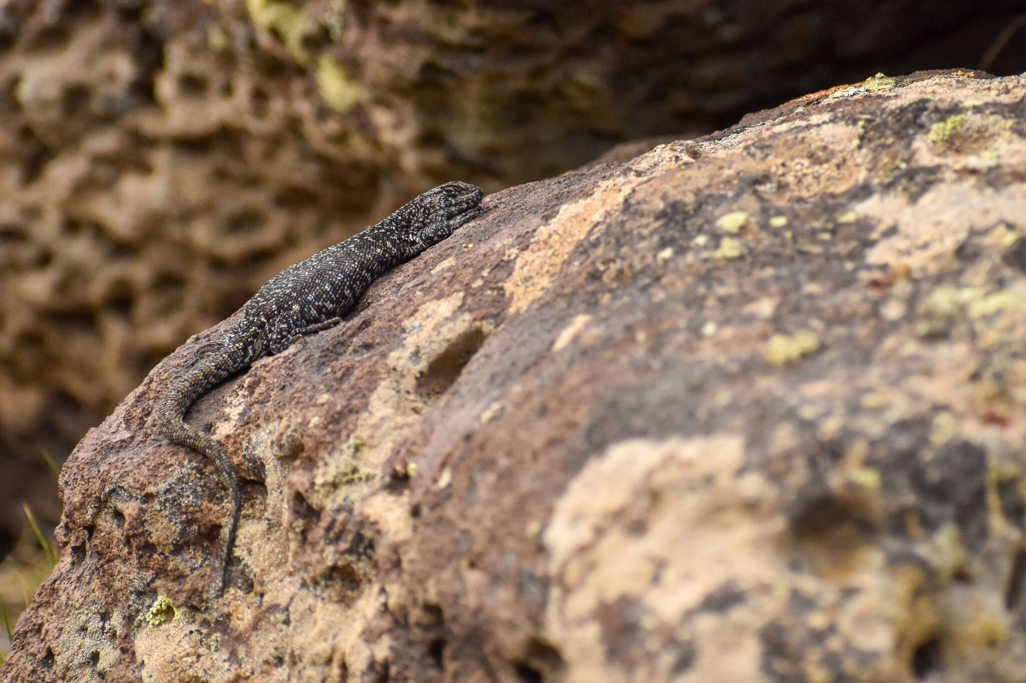 Image of Liolaemus silvanae (Donoso-barros & Cei 1971)