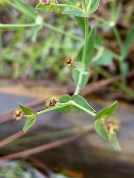 Euphorbia inundata Torr. ex Chapm. resmi