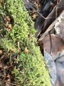 Image of Green shield moss