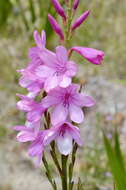 Image of Watsonia borbonica subsp. borbonica