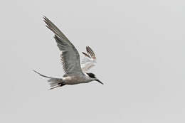 Image of White-cheeked Tern