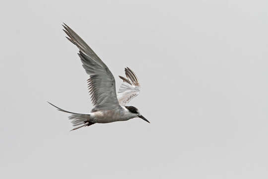 Image of White-cheeked Tern