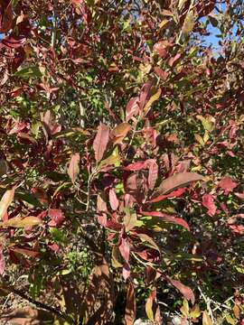 Image of Combretum kraussii Hochst.