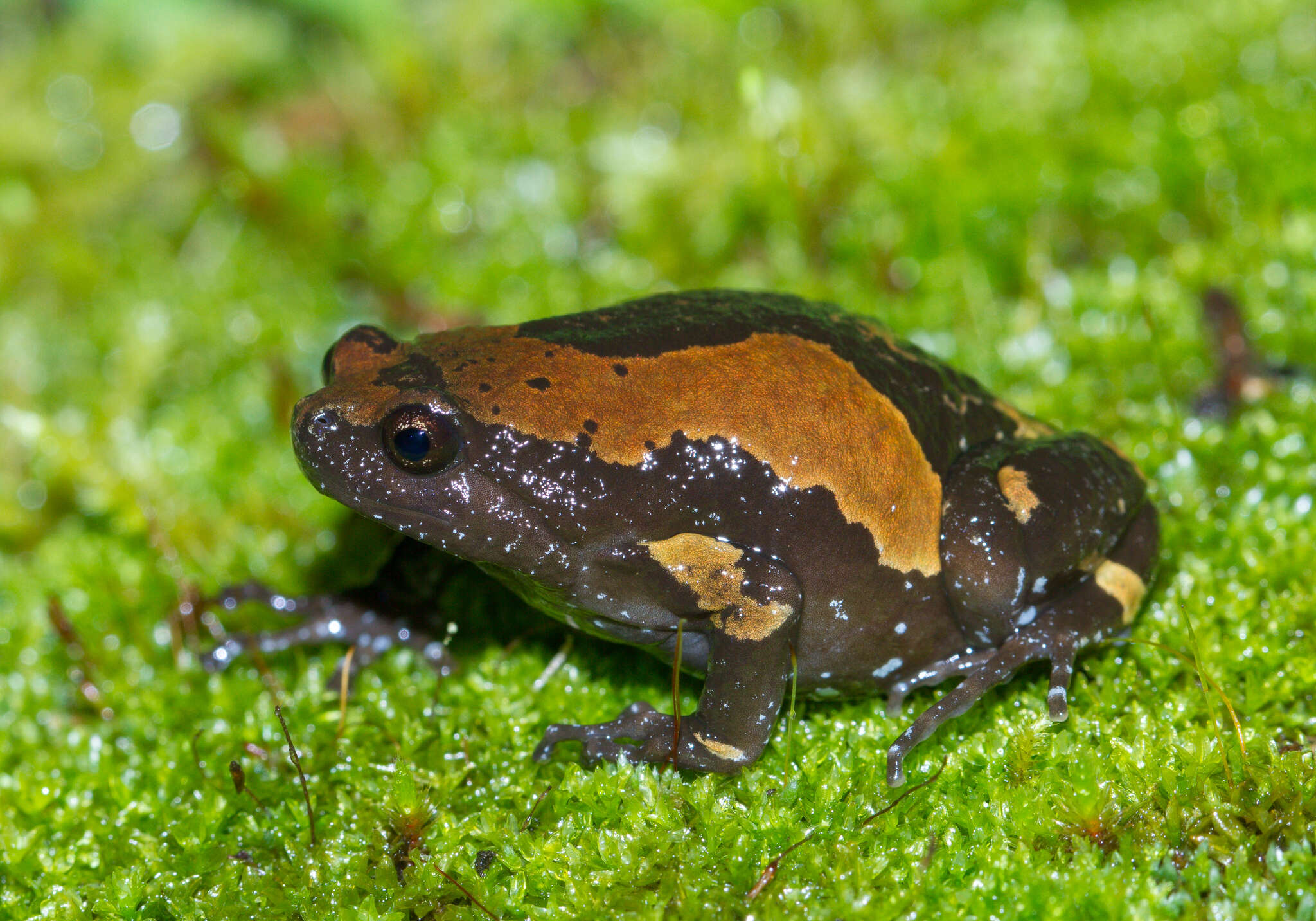 Image of Uperodon triangularis (Günther 1876)