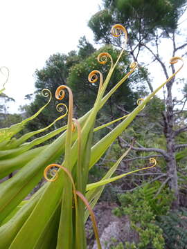 Imagem de Flagellaria neocaledonica Schltr.