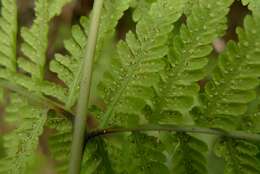 Image of swordfern