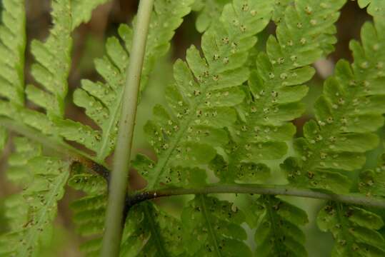 Слика од Macrothelypteris torresiana (Gaud.) Ching