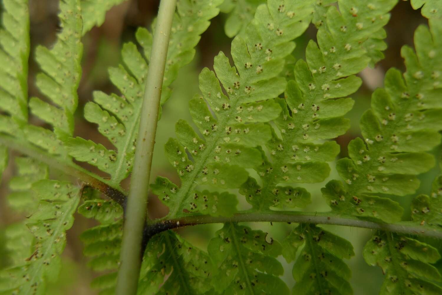 Image of swordfern