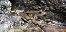 Image of Guenther's Amoy Frog