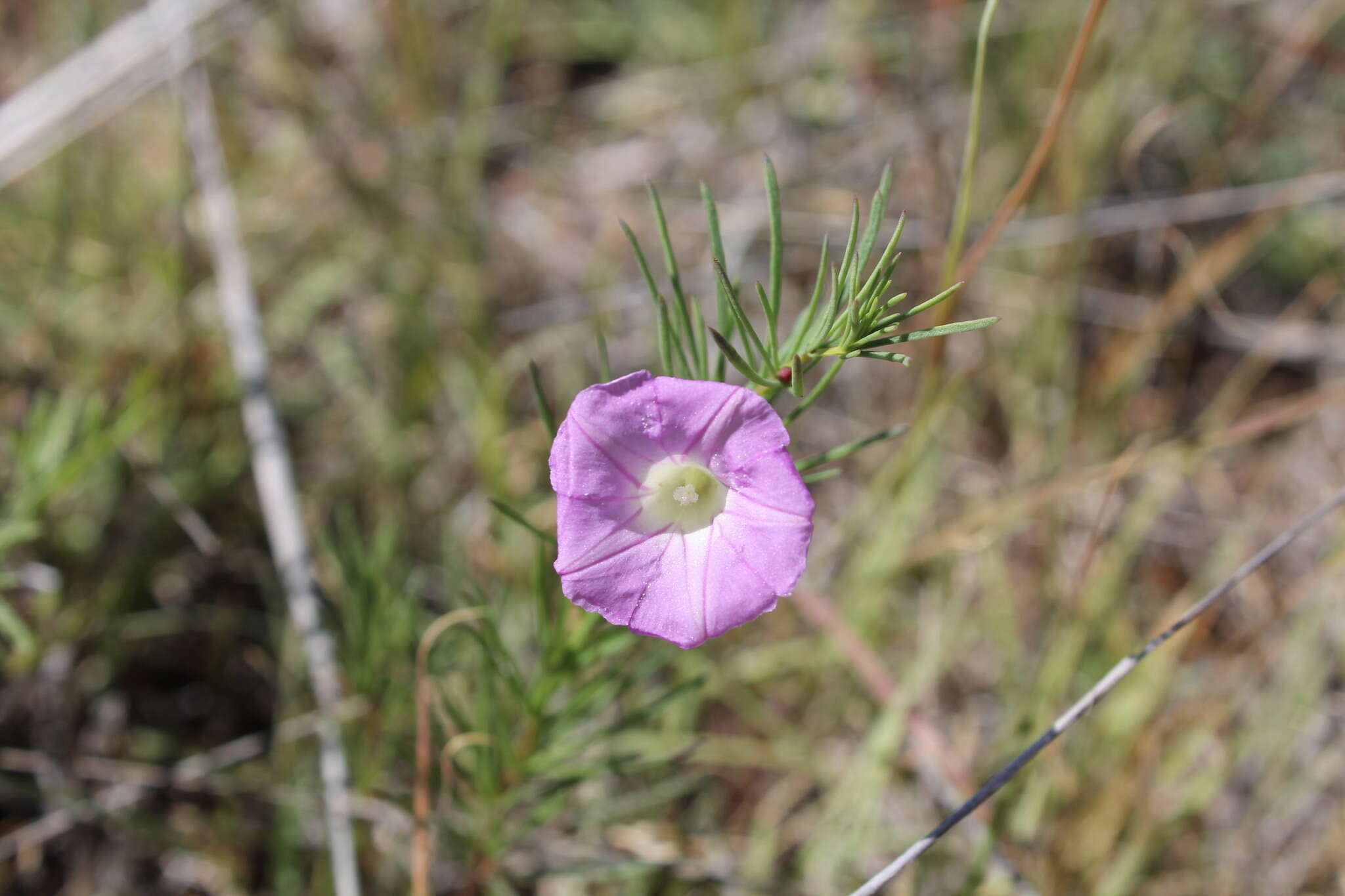 Plancia ëd Ipomoea capillacea (Kunth) G. Don