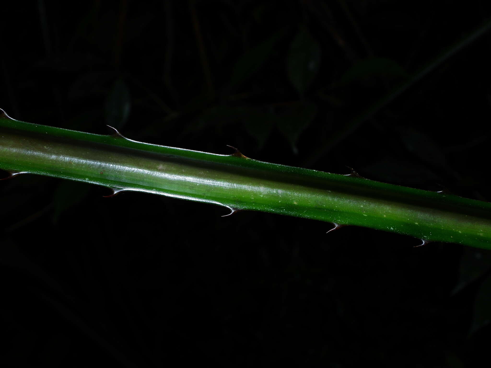 Image of Bromelia granvillei L. B. Sm. & Gouda