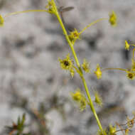 Image of Drosera neesii Lehm.