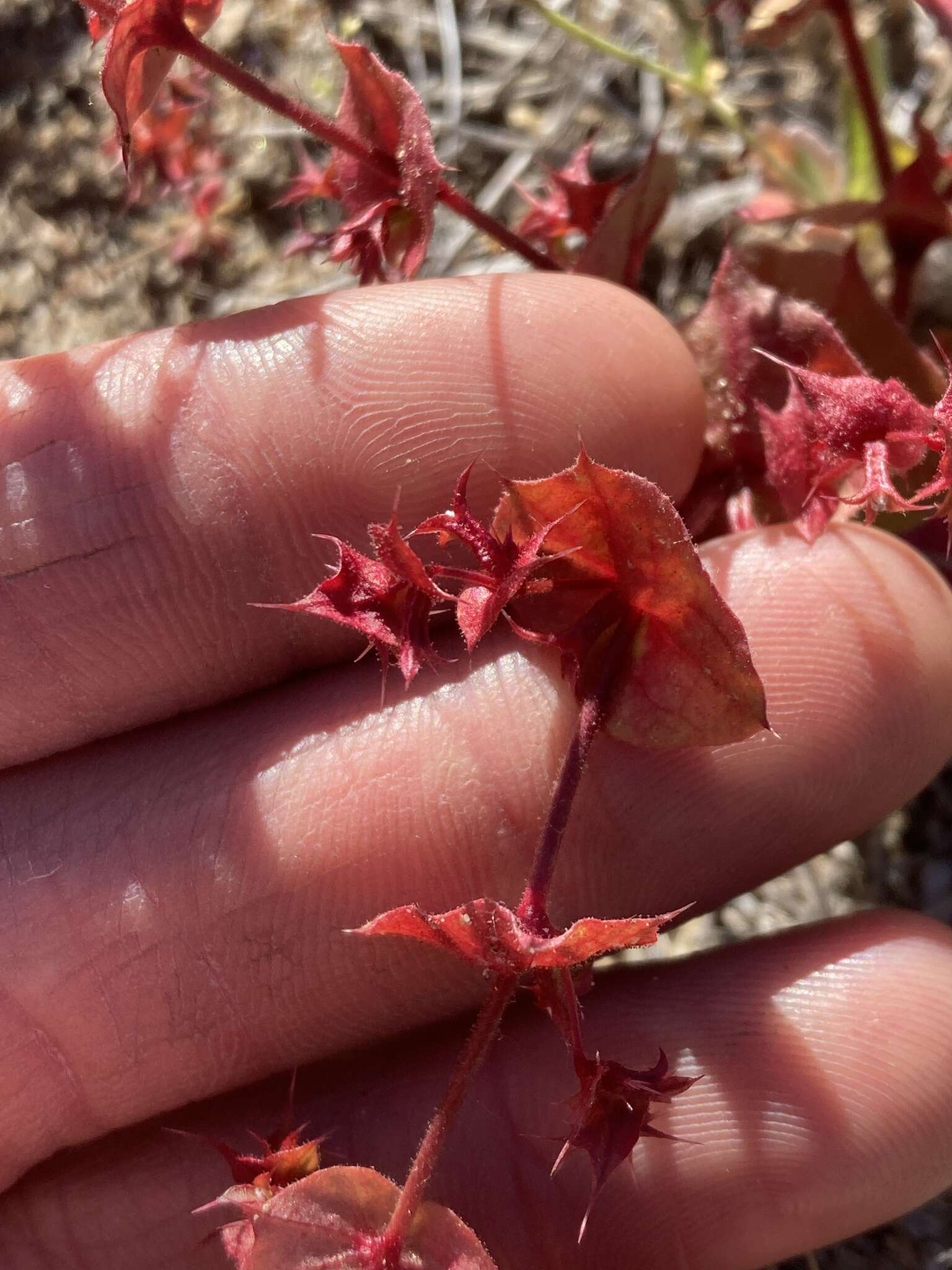 Mucronea perfoliata (A. Gray) A. Heller的圖片