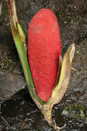 Image of red fruit