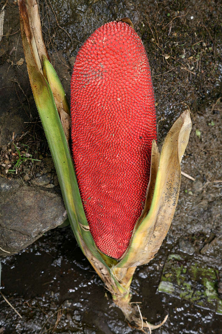 Image of red fruit