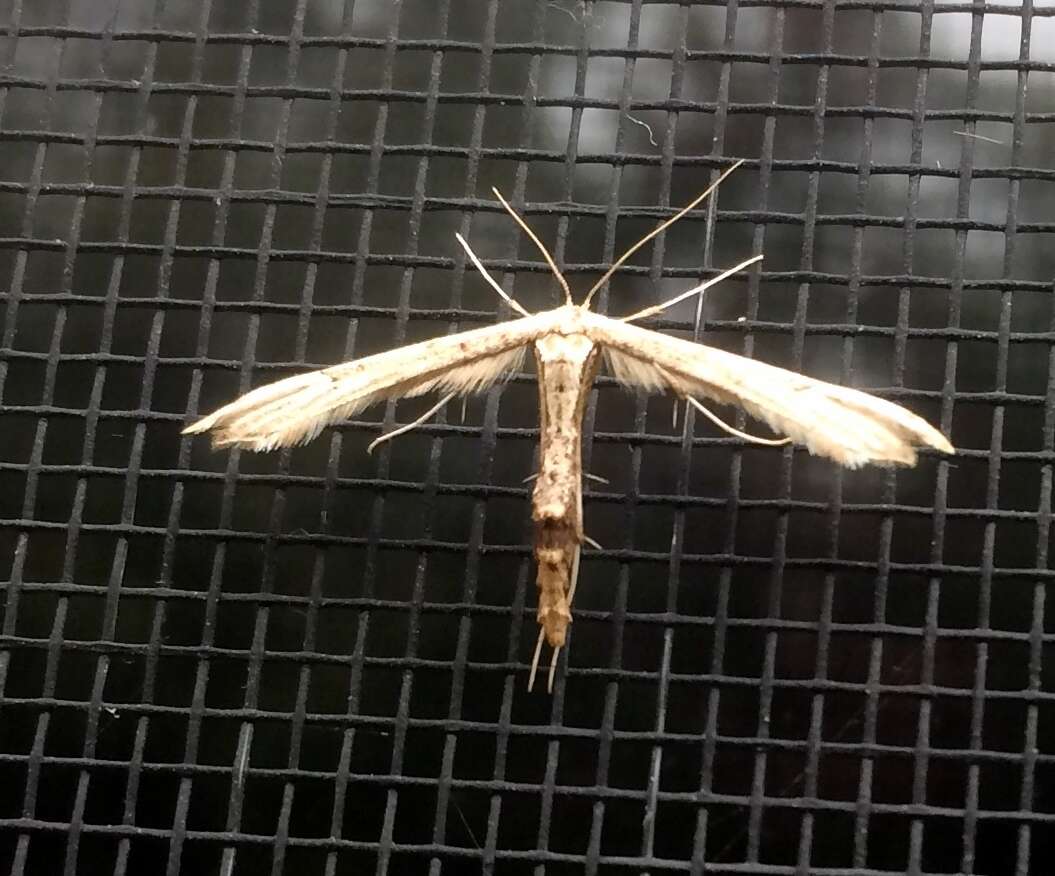 Image of Eupatorium Plume Moth