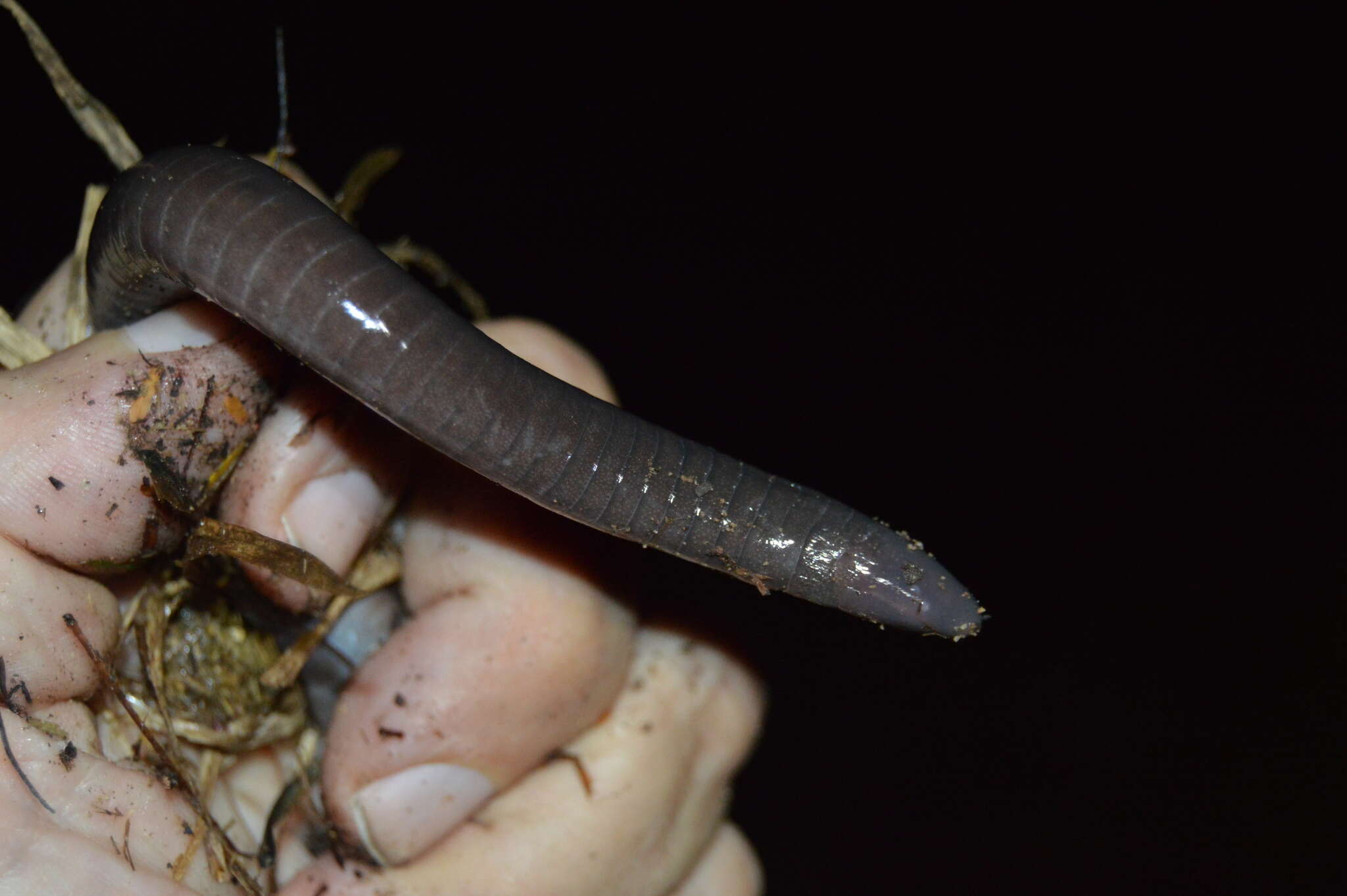 Image of Oaxacan Caecilian