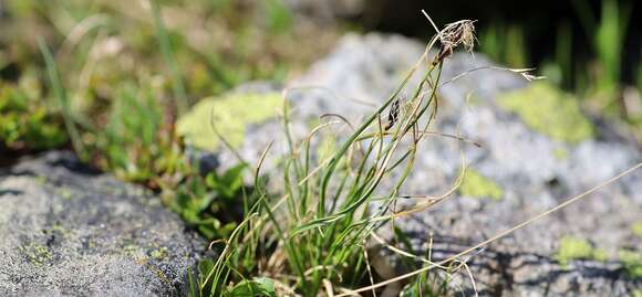 Imagem de Carex curvula All.