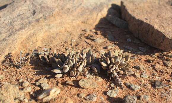 Image of Crassula namaquensis Schönl. & Baker fil.