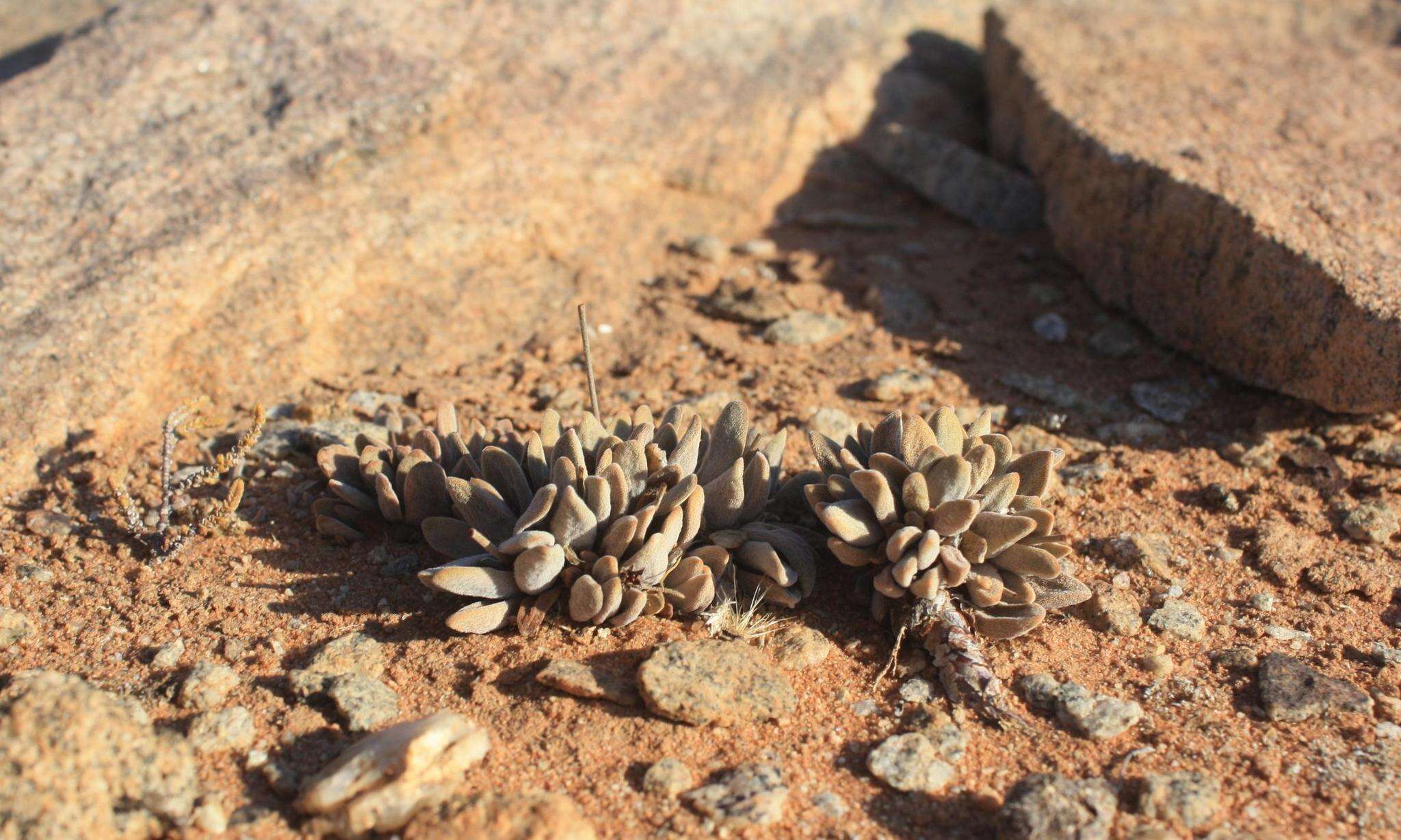 Crassula namaquensis Schönl. & Baker fil. resmi