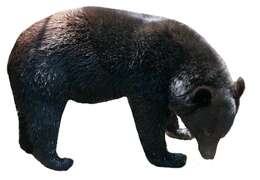 Imagem de Ursus thibetanus japonicus Schlegel 1857