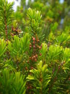 Imagem de Erica platycodon subsp. platycodon