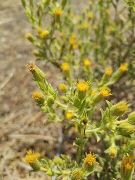 Image de Heterotheca oregona var. compacta (Keck) J. C. Semple