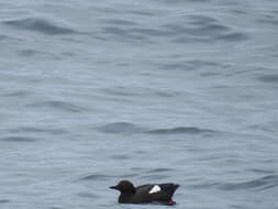 Image of Guillemots