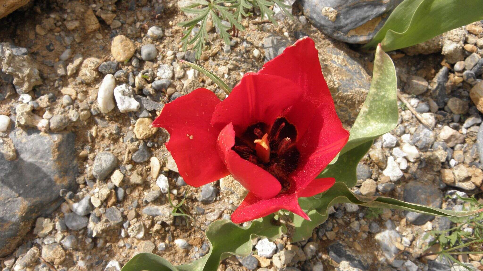 Image of Tulipa aleppensis Boiss. ex Regel