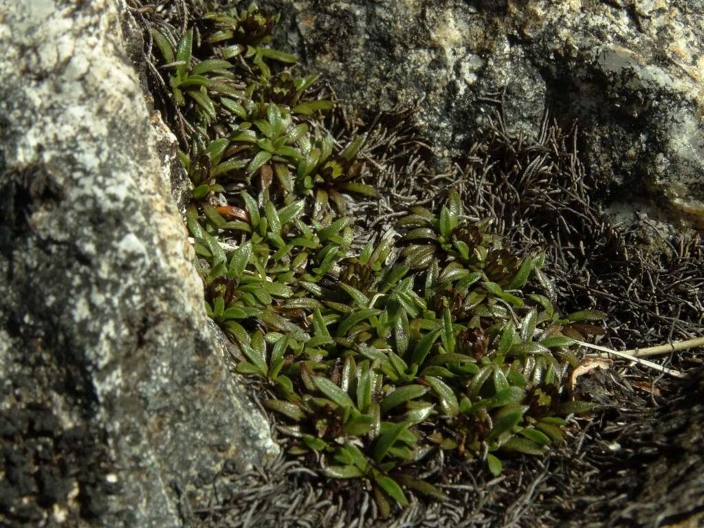 Image of Abrotanella pusilla (Hook. fil.) Hook. fil.