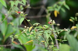 Image of black-sage