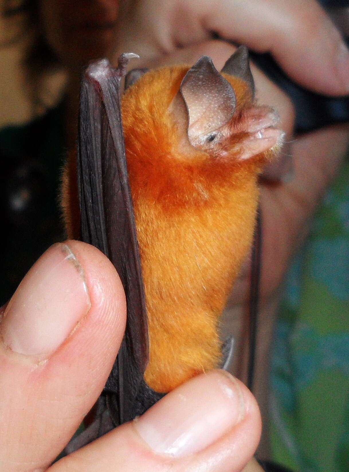 Image of Mexican Greater Funnel-eared Bat