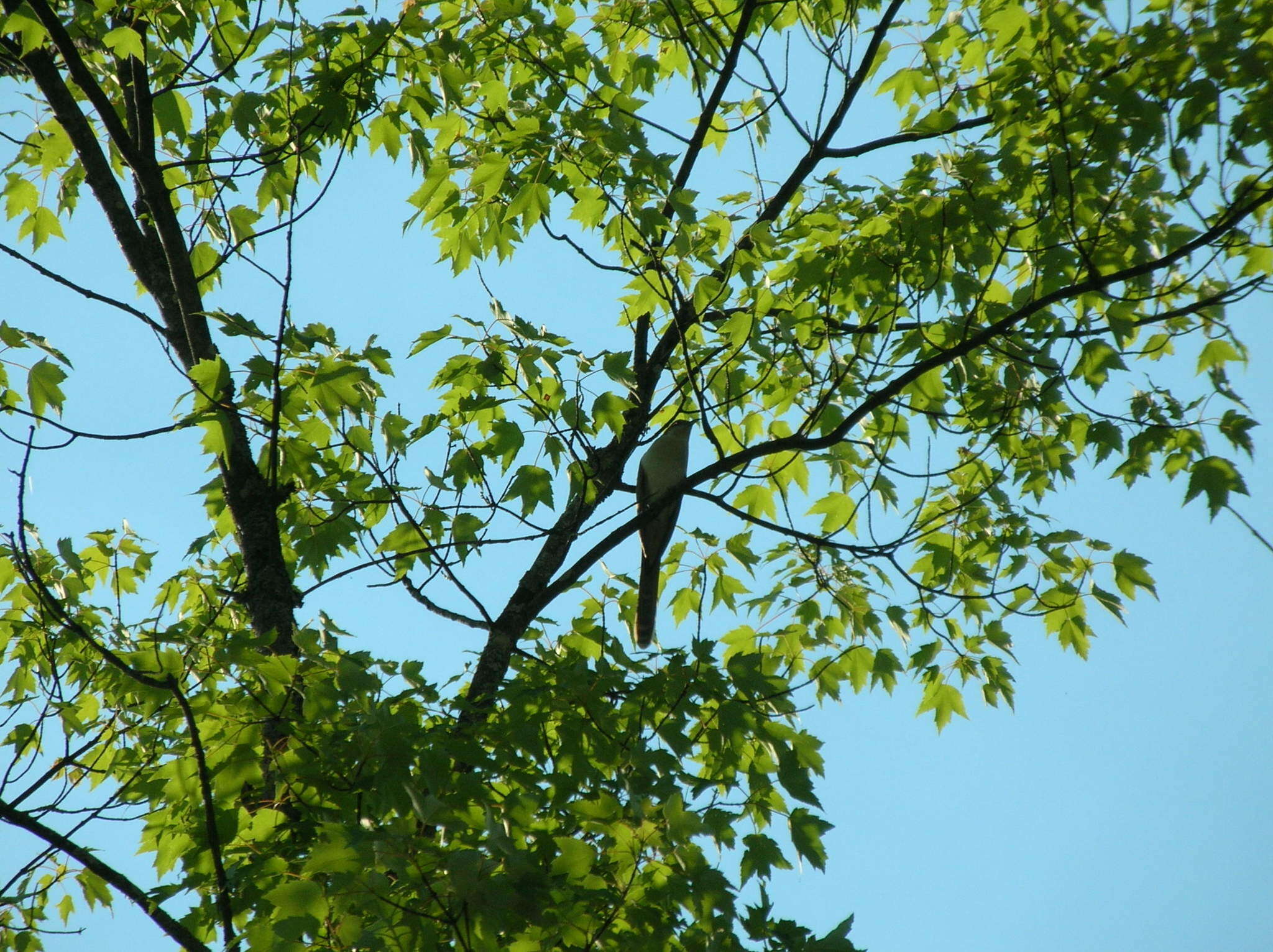 Image of Black-billed Cuckoo