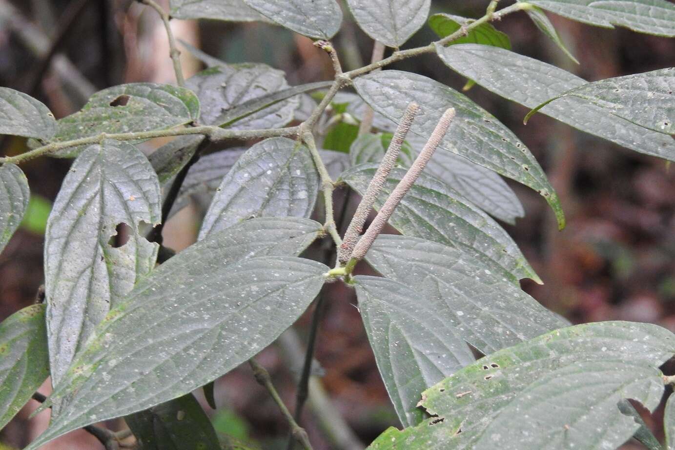 Image of Piper pseudofuligineum C. DC.