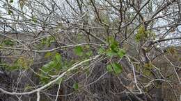 Image of Fremont cottonwood