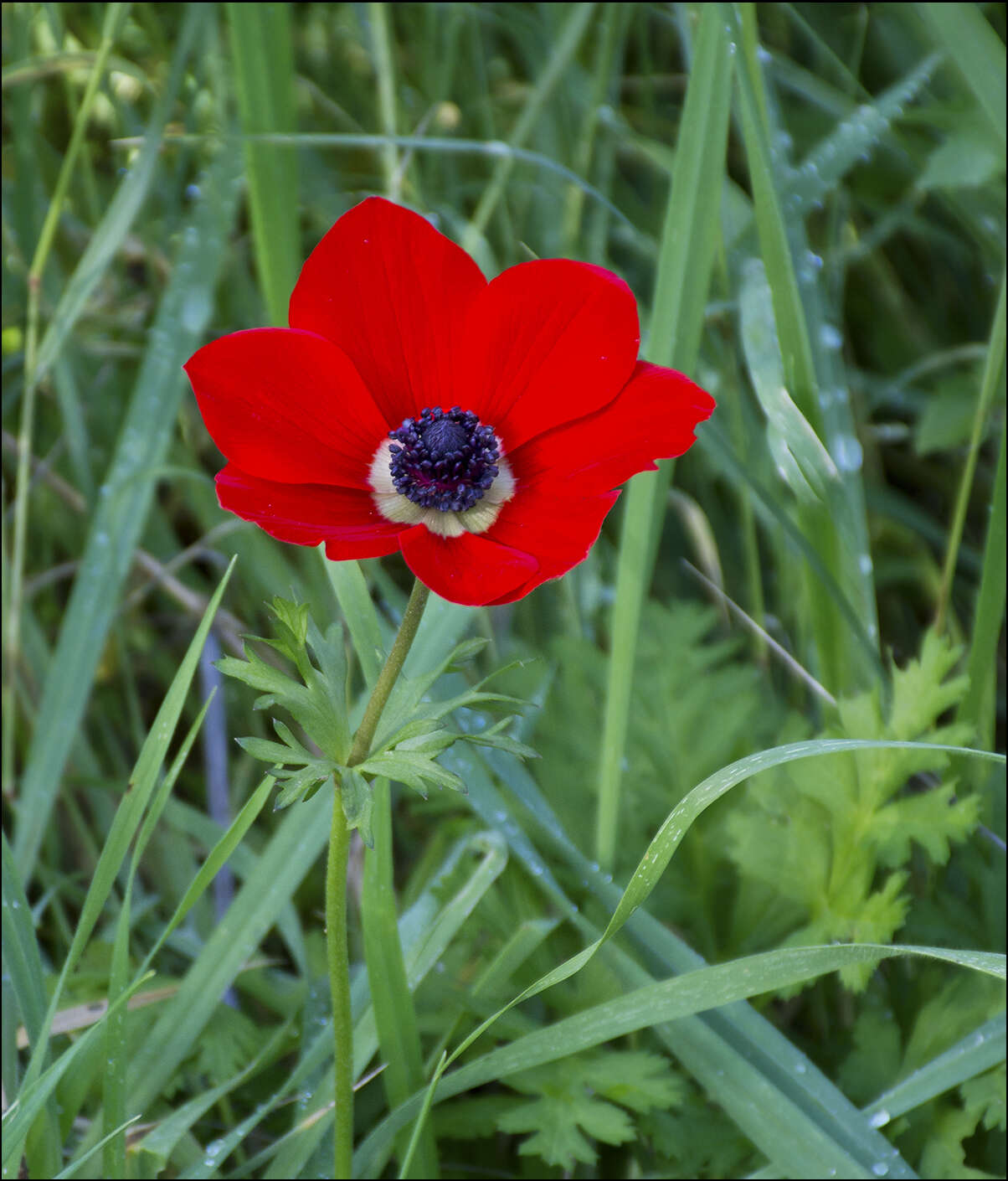 Imagem de Anemone coronaria L.